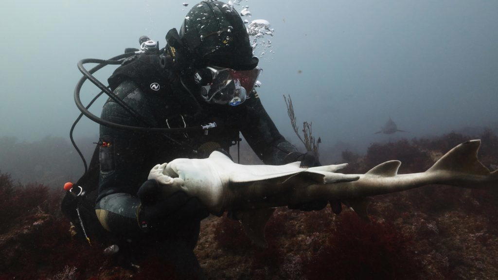 Forrest Galante observes shark's underside. (Photo Credit: Discovery Channel)