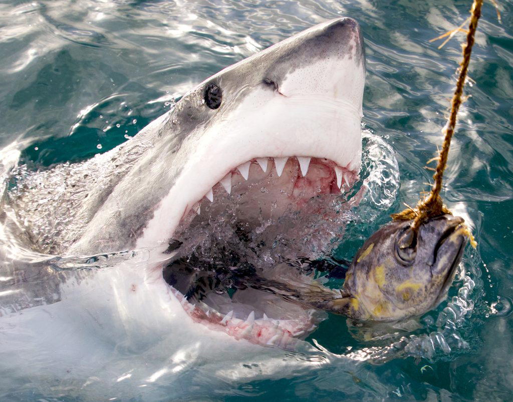 Great White Shark reaches for bait. (Photo Credit: Discovery Channel)