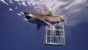 Shark is eating bait and swimming past diver's cage. (Photo Credit: Discovery Channel)