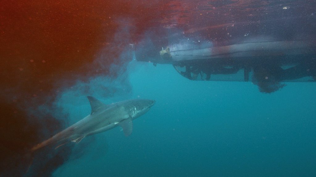 Shark swims towards underside of whale decoy in blood filled waters. (Photo Credit: Discovery Channel)