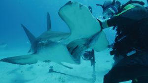 Hammerhead shark approaches diver and takes bait. (Photo Credit: Discovery Channel)